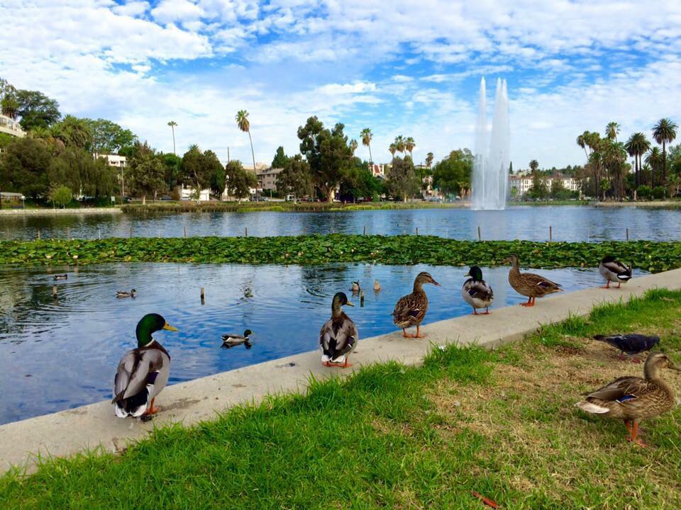 Echo Park Lake 3