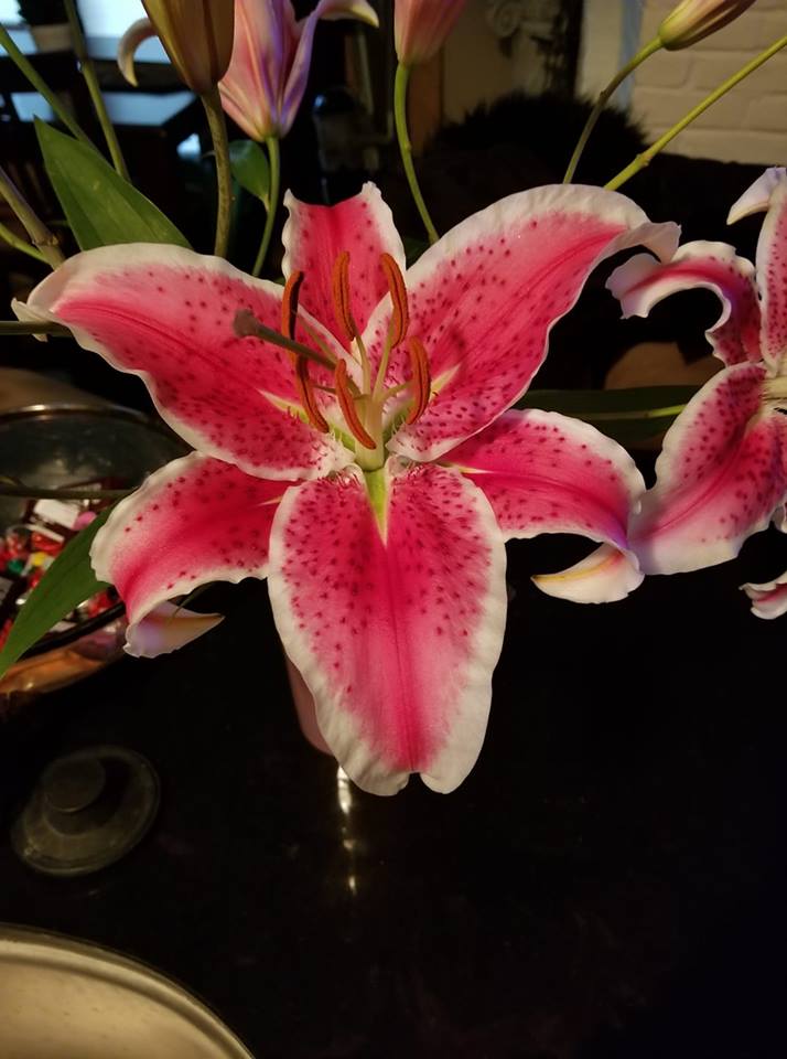 Texas Lily